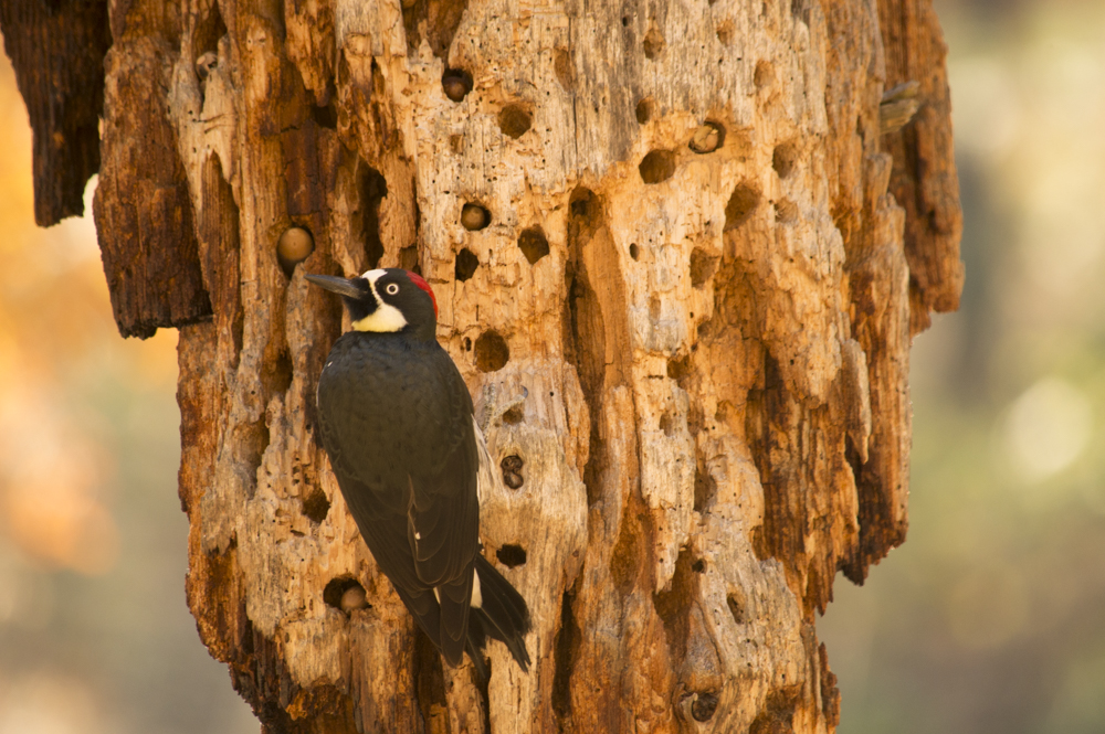 acorn woodpecker, bird, woodpecker, oaks, Oregon, hoarder, The Road not Taken Enough