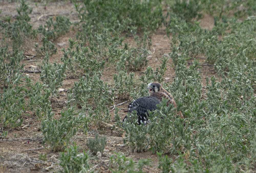 kestrel, fledgling, fledging, American kestrel, The Road not Taken Enough, birds, falcon, raptor, empty nest