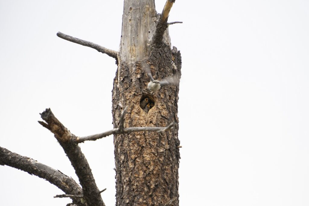 New Mexico, pygmy nuthatch, chicks, cavity nester, nestlings, feed me, 