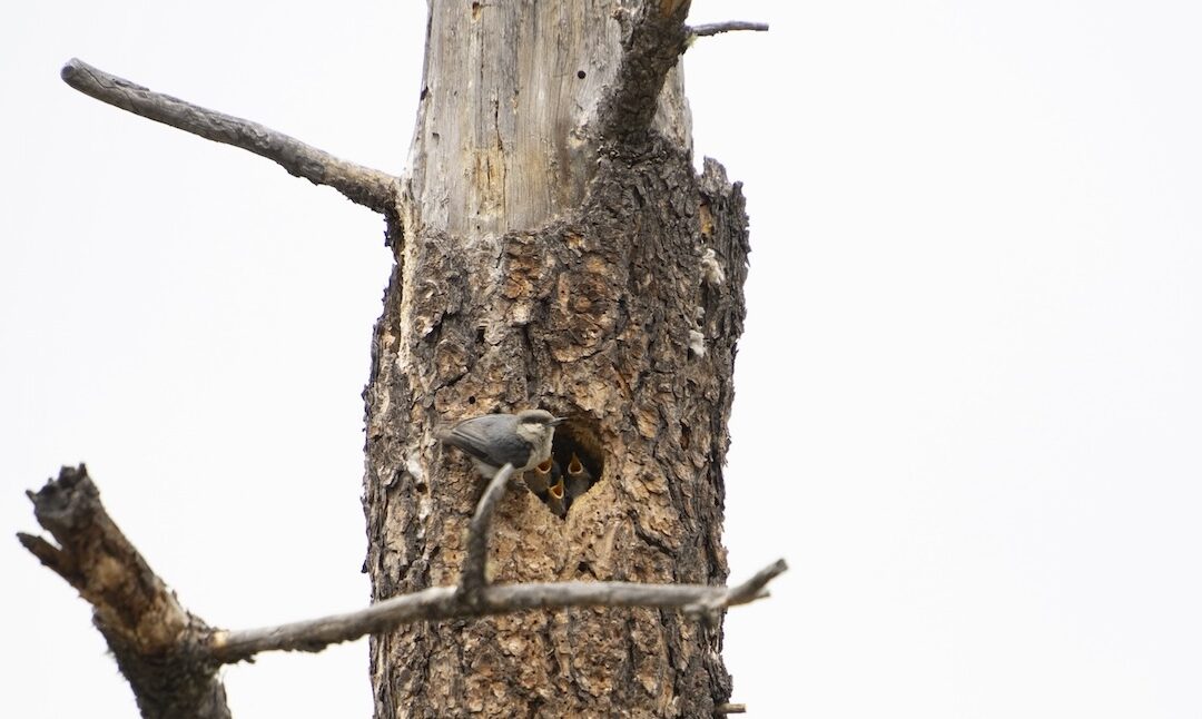 New Mexico, pygmy nuthatch, chicks, cavity nester, nestlings, feed me,