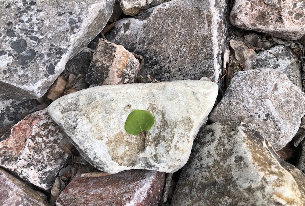 aspen, leaf, tree, rock the road not taken enough