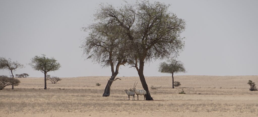 Oman, oryx, Arabian oryx, Arabian oryx reserve, desert, endangered species
