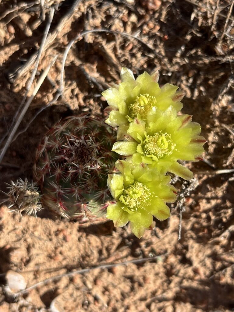 spring, New Mexico, snow, desert, Santa Fe, Lamy, somewhereinnewmexico, The Road not Taken Enough, bull snake, gopher snake, colubrid, snake, clouds, storm, thunderstorm, virga, rio grande, canyon, cottonwoods, snag, cholla, seeds, hedgehog, cactus,oenothera, primrose, flower, bloom